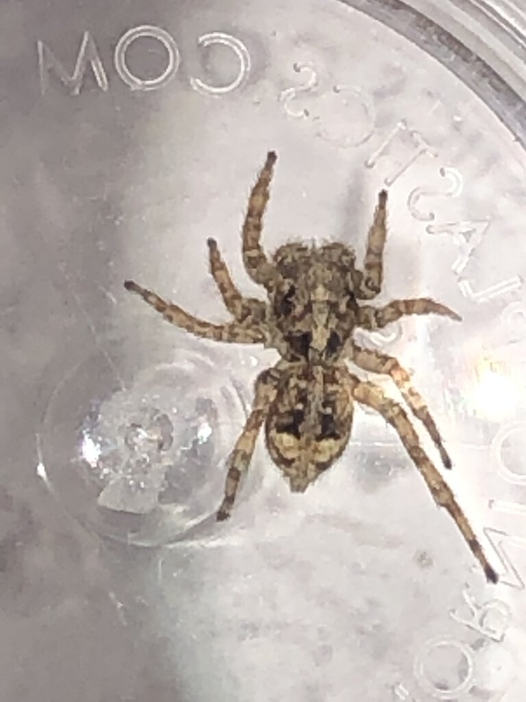 Jumping Spider ID Request [1/6]