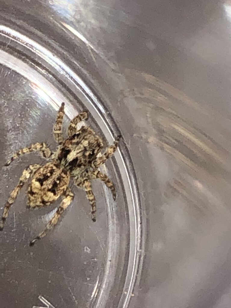 Jumping Spider ID Request [2/6]