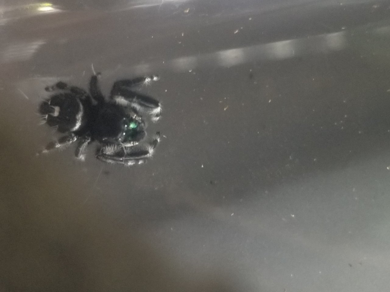 Jumping Spider ID Request