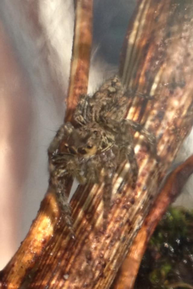 Jumping spider id?