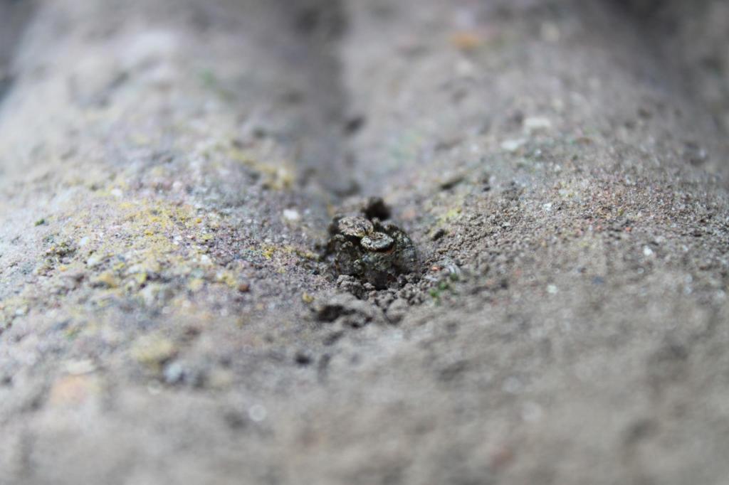 Jumping spider (ID?)