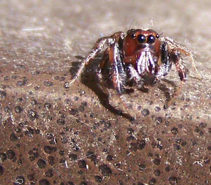 jumping spider in santa rosa cali.