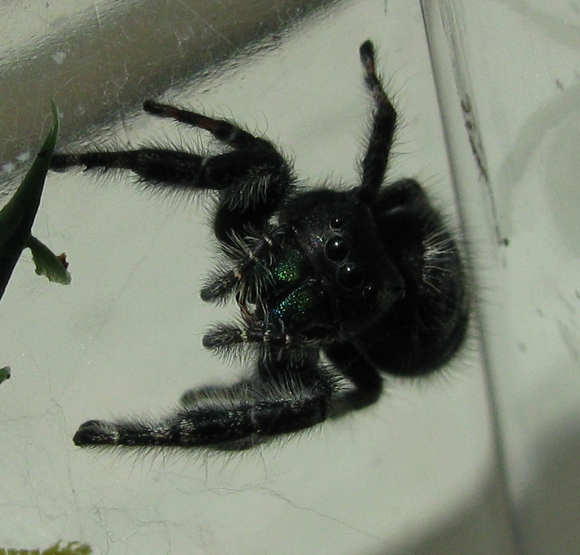 jumping spider (Phidippus audax?)