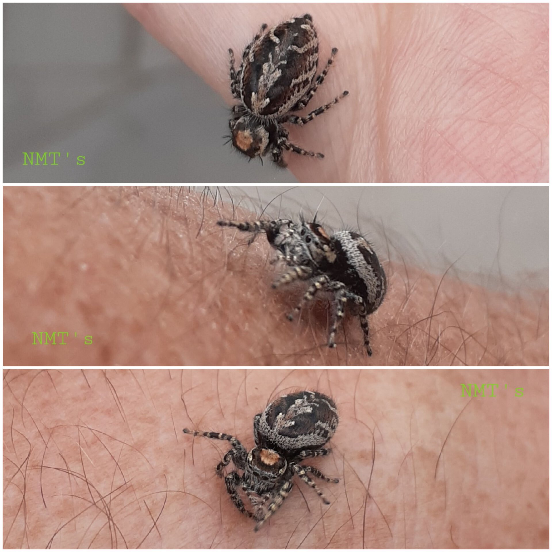 Jumping Spider 11.5 (6556)