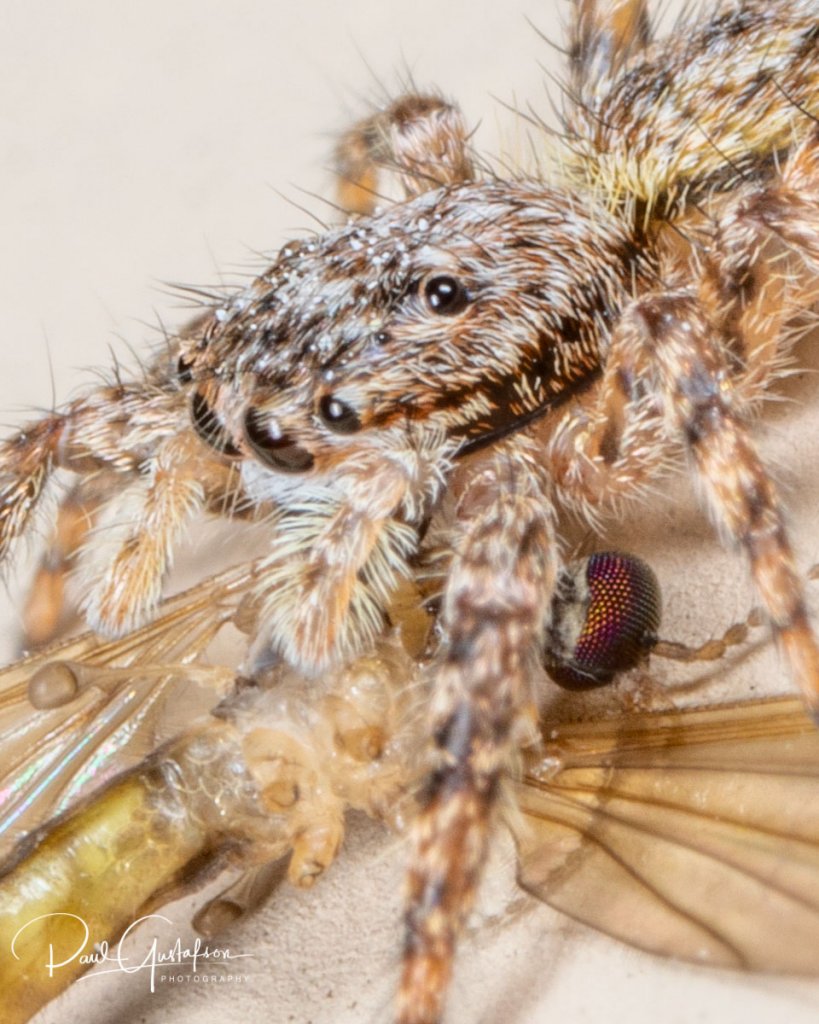 Jumping Spider With Prey