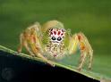 Jumping Spider