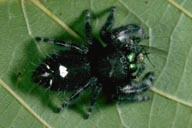 Jumping Spider