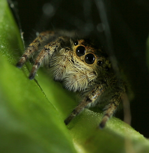 Jumping spider