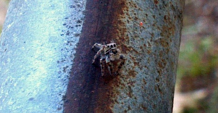 Jumping spider