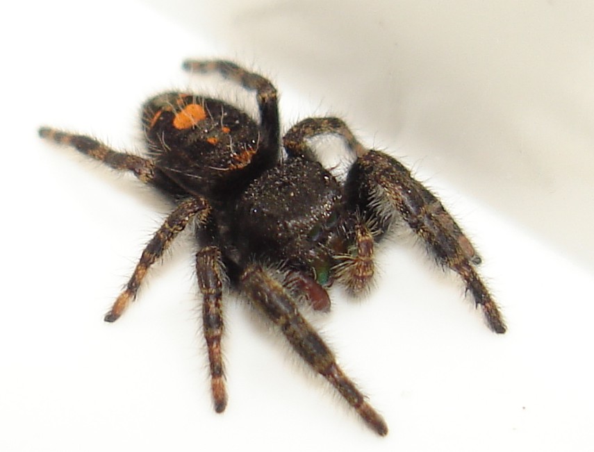 Jumping spider