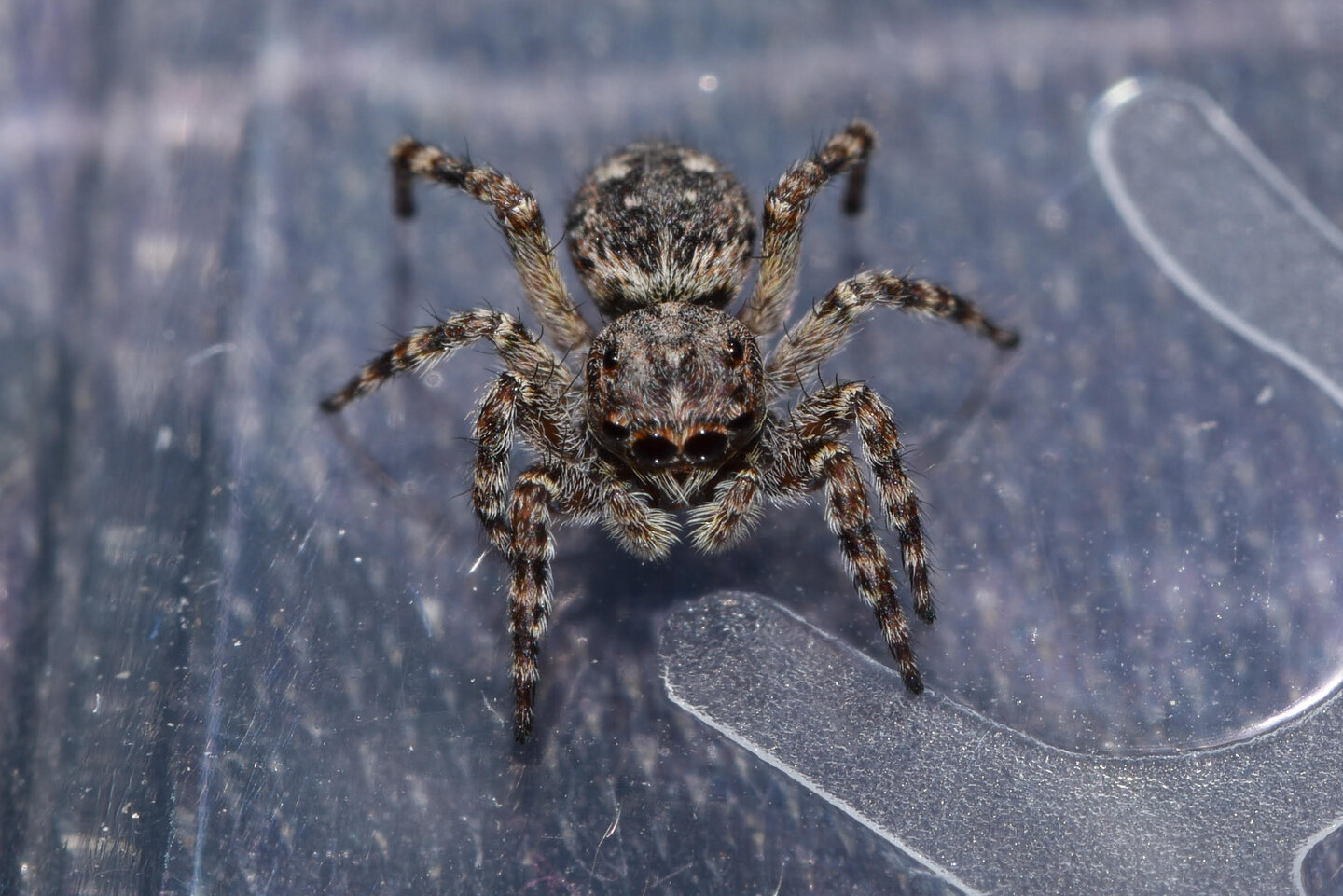 Jumping spider