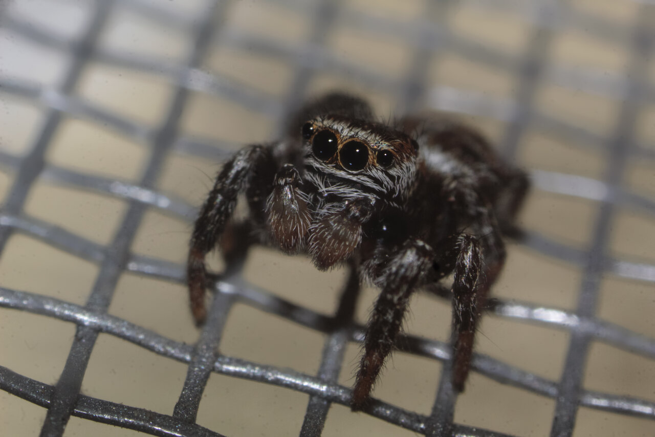 Jumping spider