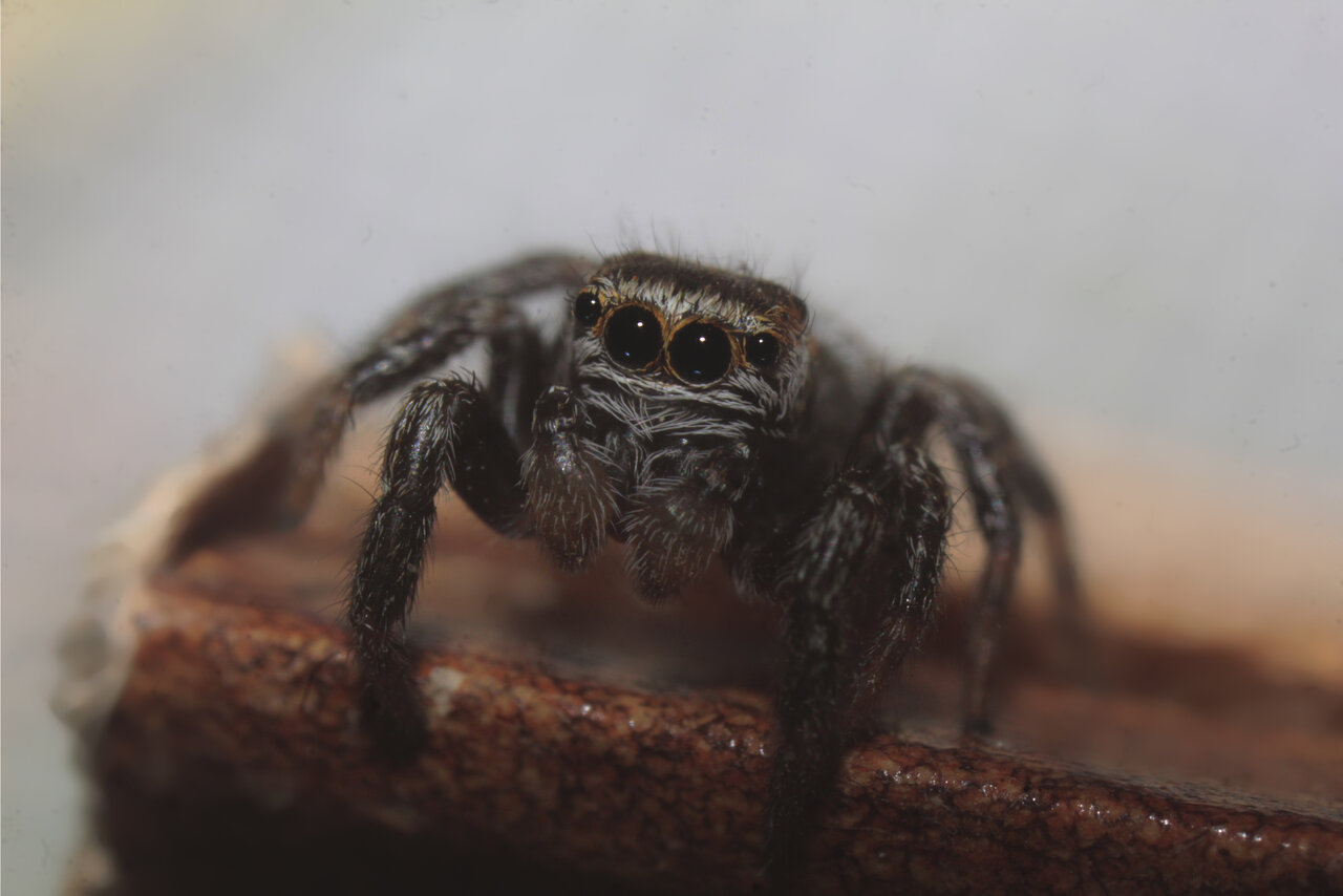 Jumping spider