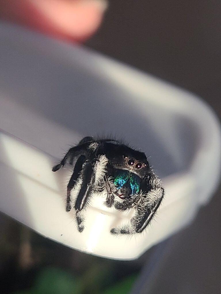 Jumping spider