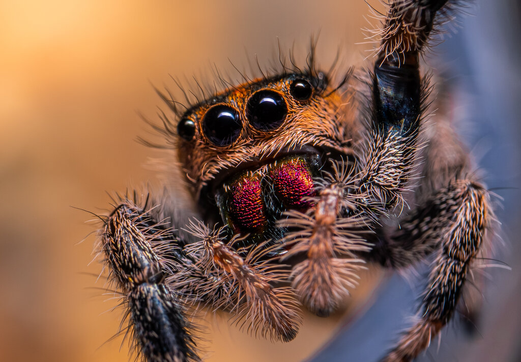 Jumping spider