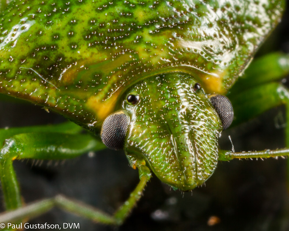 Juniper Stink Bug (Banasa euchlora)