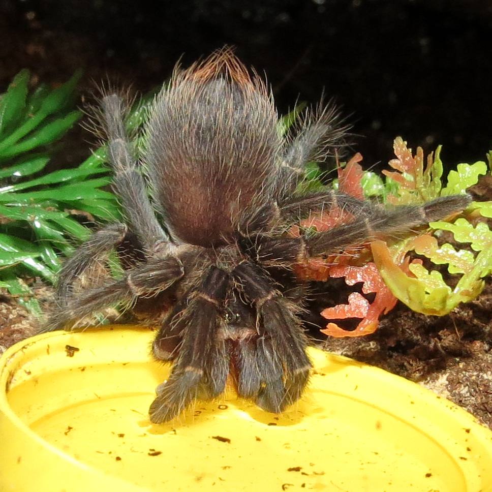 Just a Sip (♀ Phormictopus sp. "south Hispaniola" 3"+)