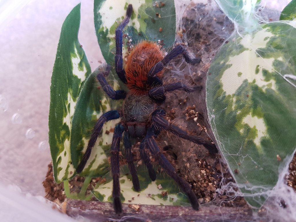 Just another GBB pic