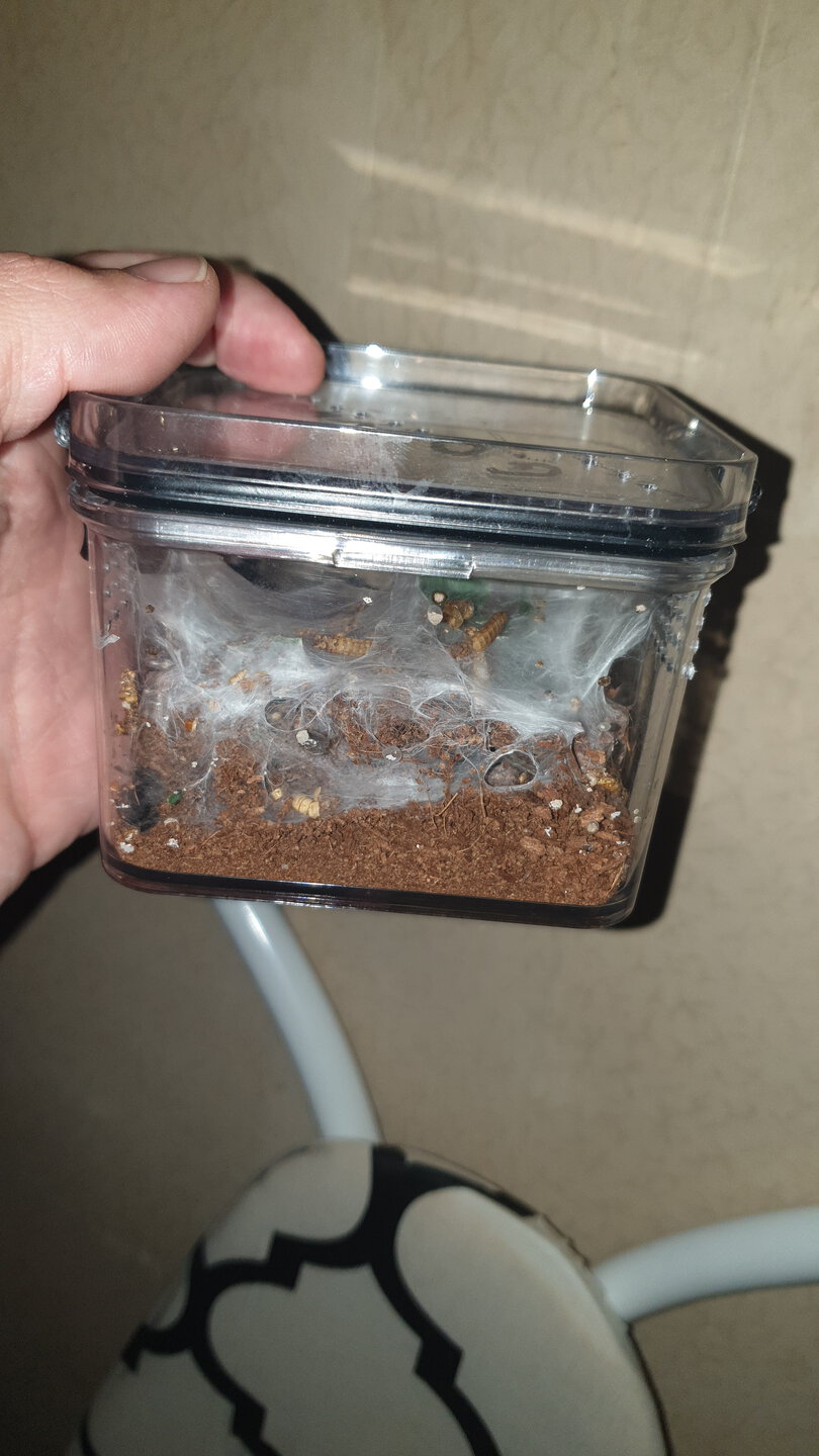 Just before 1st rehouse
