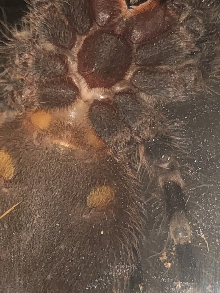 Just over 2" A. Geniculata - Please help sex