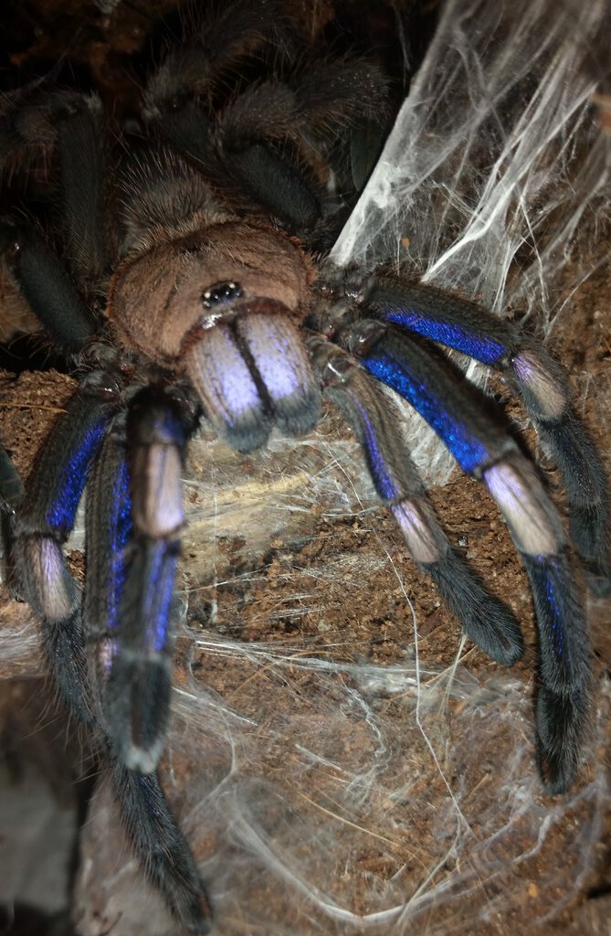 Just Over One Year Old Electric Blue Female