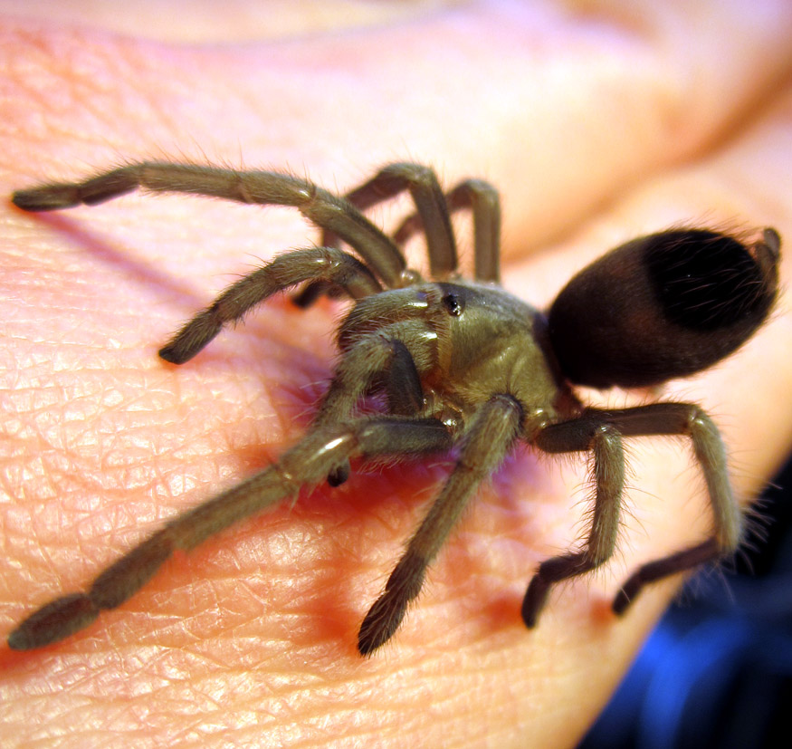 Juv. Aphonopelma ??