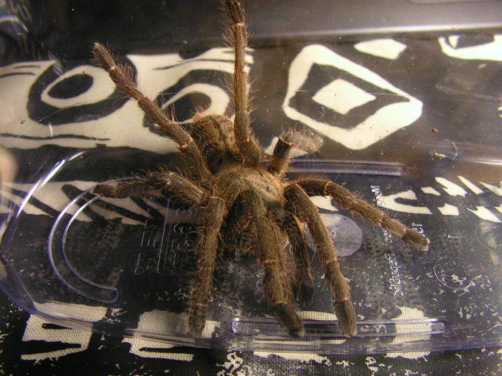 juvenil Haplopelma minax?