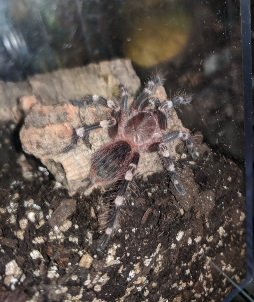 Juvenile A. geniculata