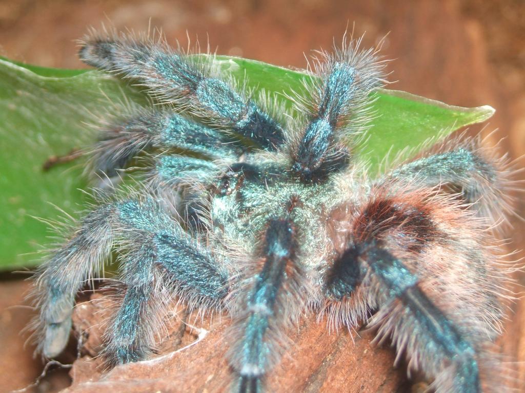 Juvenile A. versicolor, unsexed :[