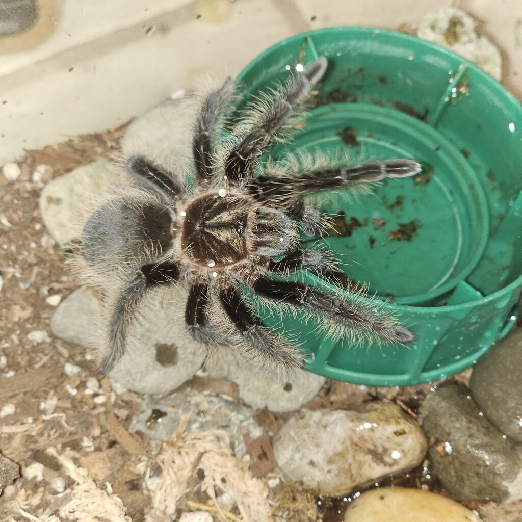Juvenile albopilosus