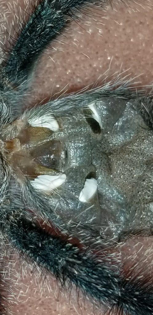Juvenile Avicularia Avicularia