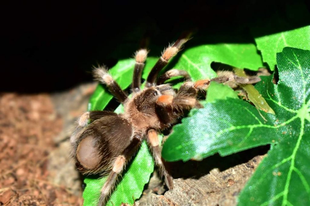 Juvenile B. hamorii