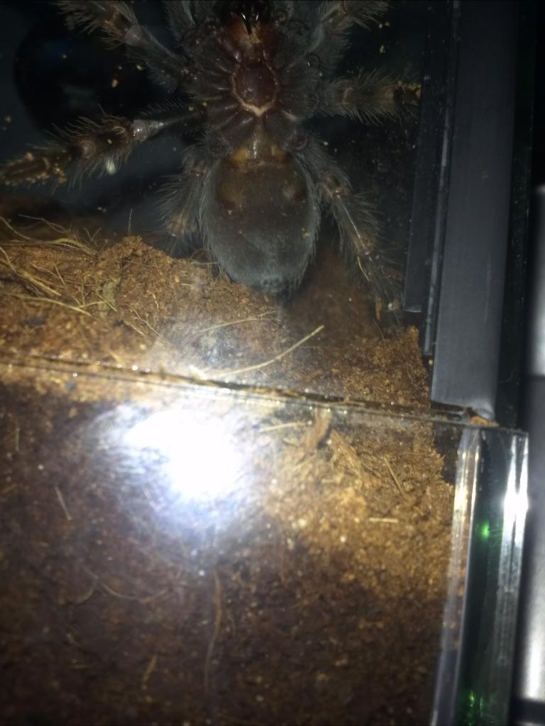 Juvenile B. Smithi, male or female?