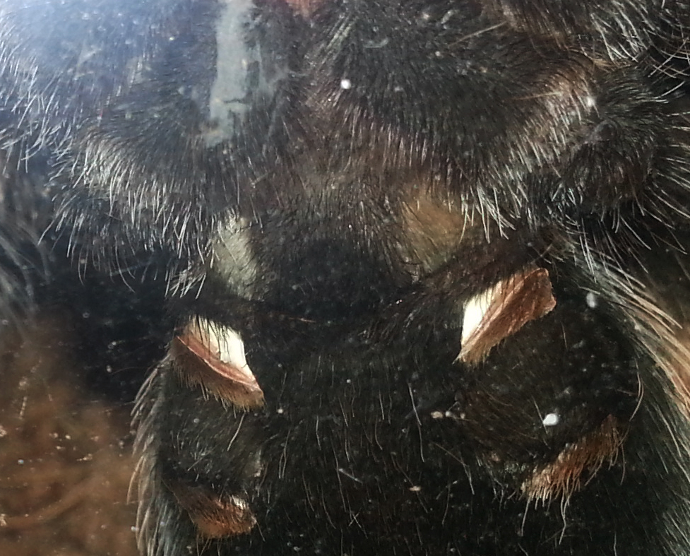 juvenile B. smithi sexing