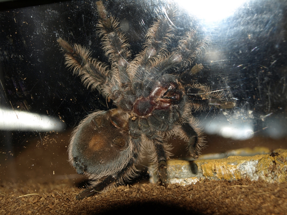 Juvenile Brachypelma Albopilosum