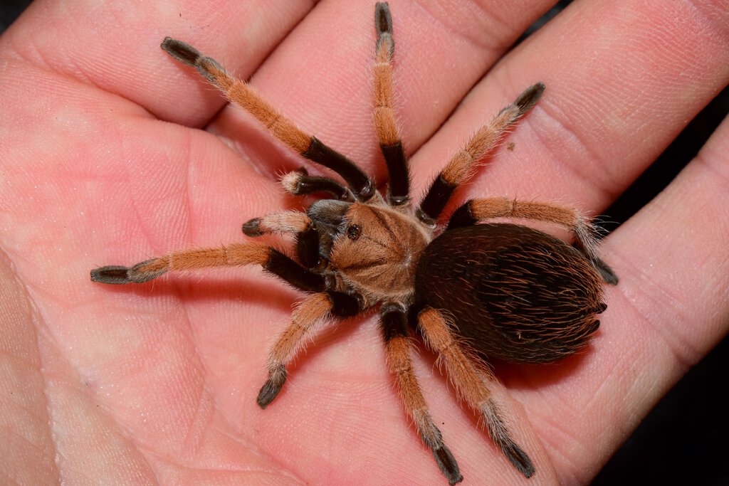 Juvenile female bicoloratum