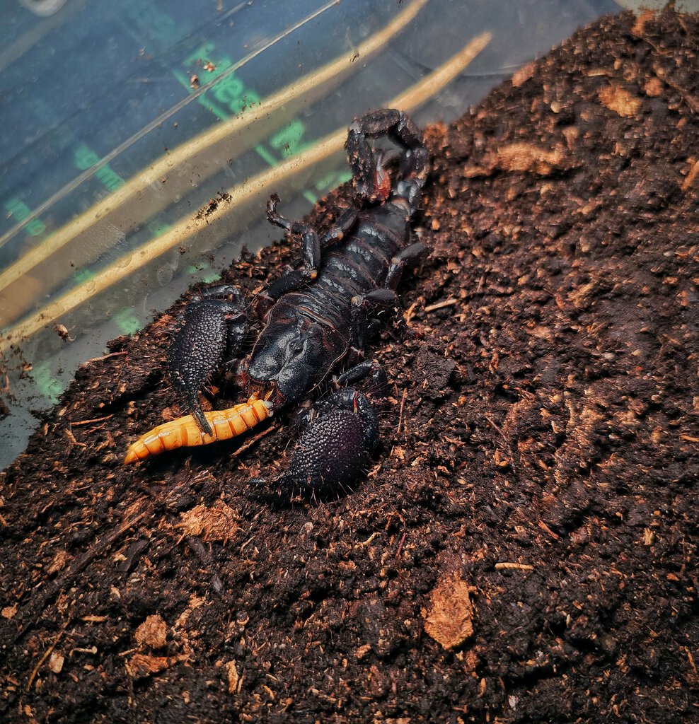 Juvenile female emperor scorpion