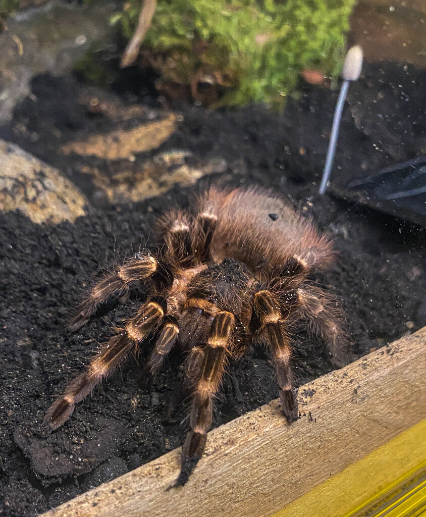 Juvenile female Nhandu cerradensis.