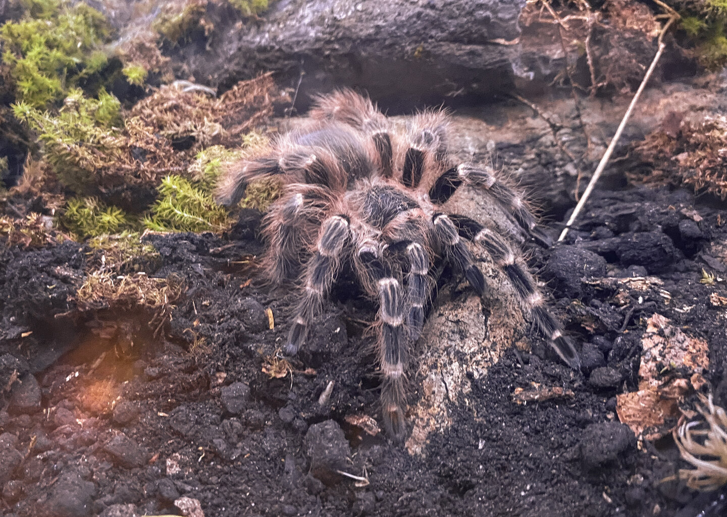 Juvenile female Nhandu cerradensis