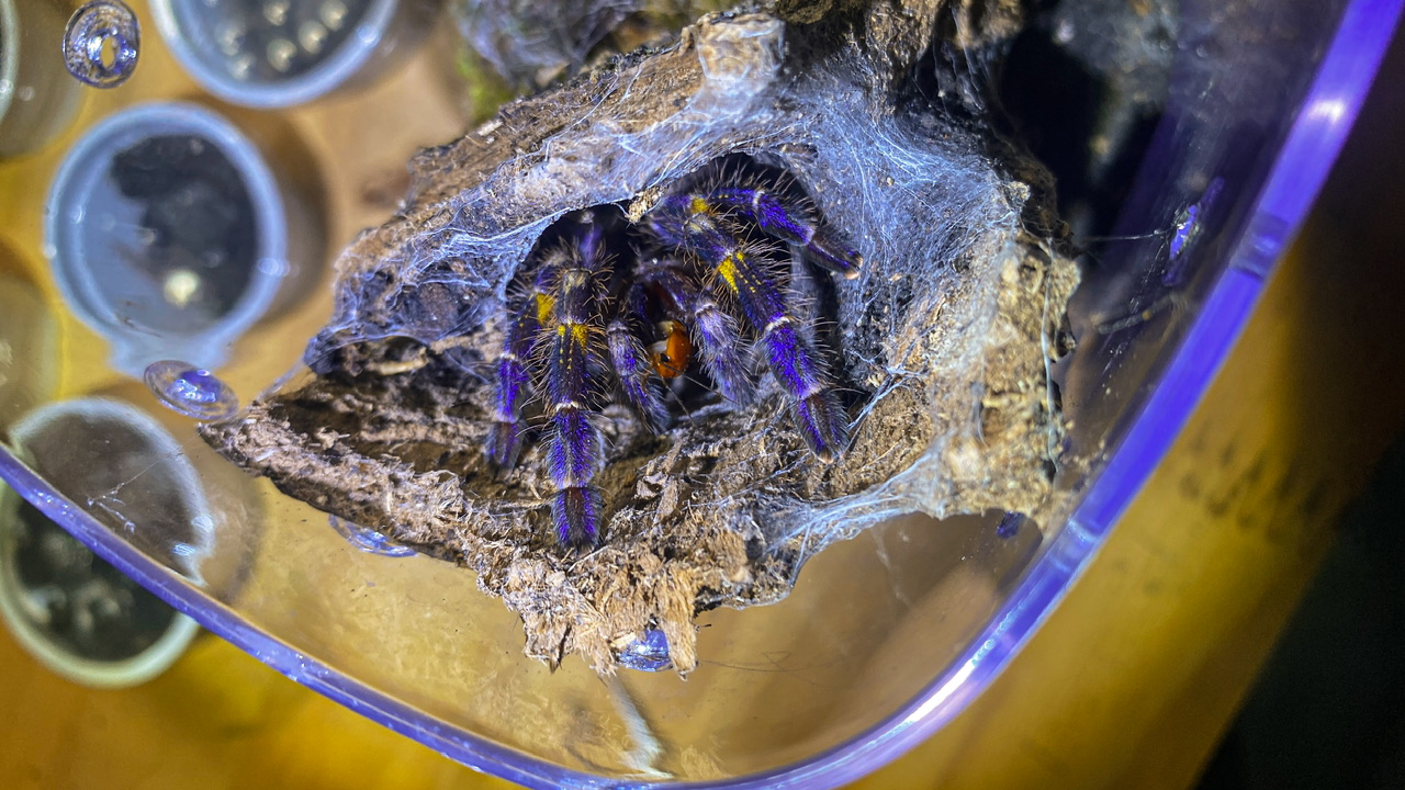 Juvenile female P. metallica