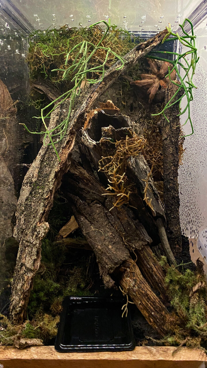 Juvenile female P. pulcher new permanent enclosure