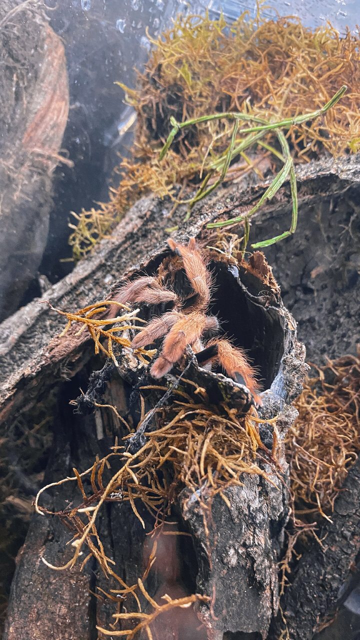 Juvenile female Psalmopoeus pulcher