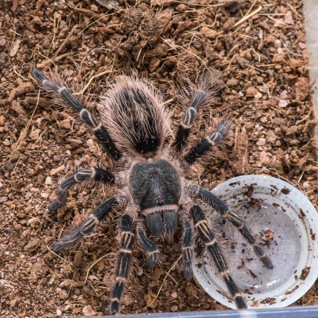 Juvenile G. Pulchripes