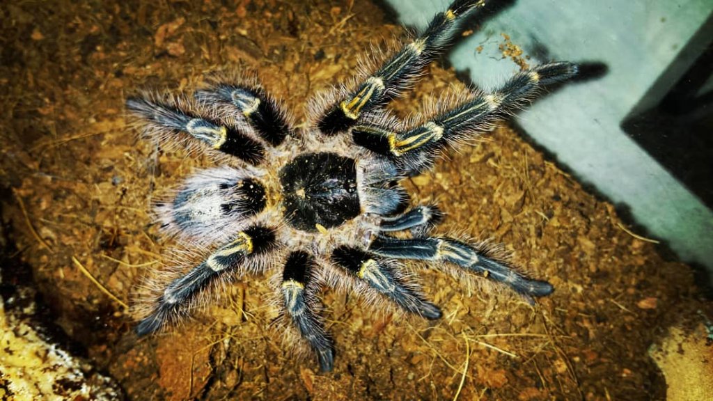 Juvenile G. pulchripes