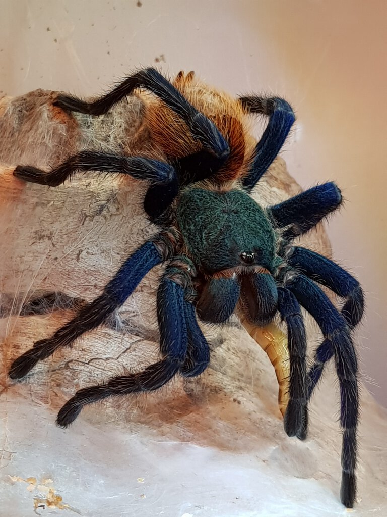 Juvenile GBB first prey after a molt