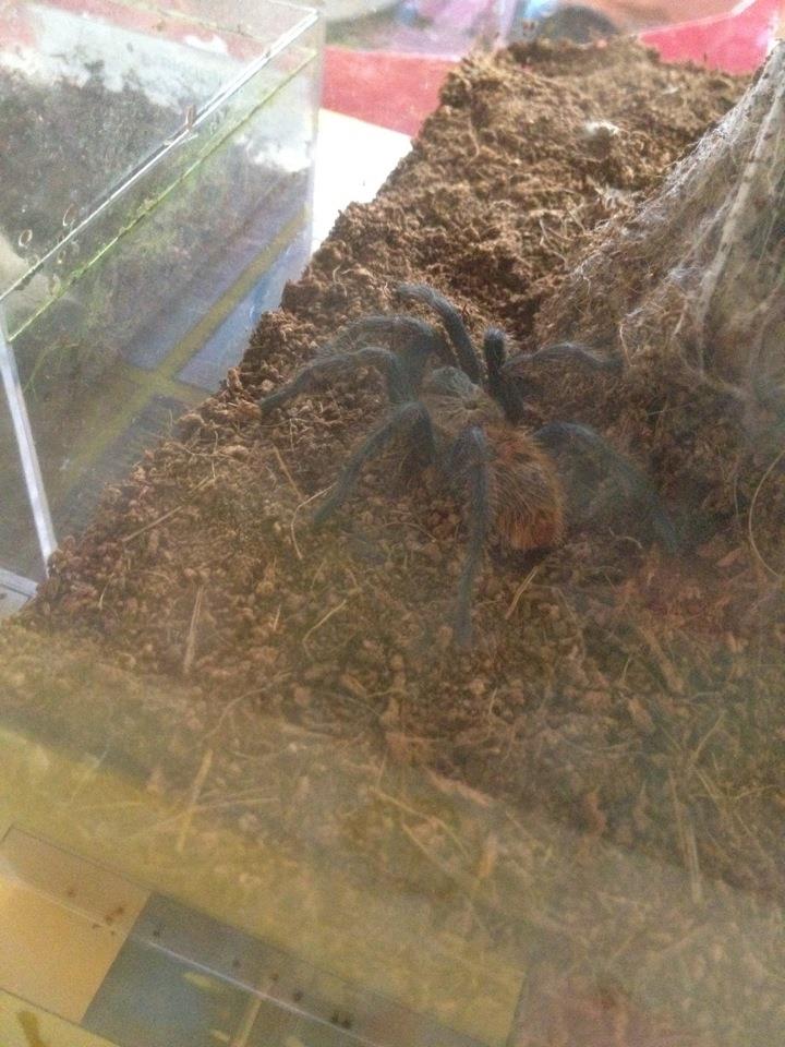 Juvenile GBB