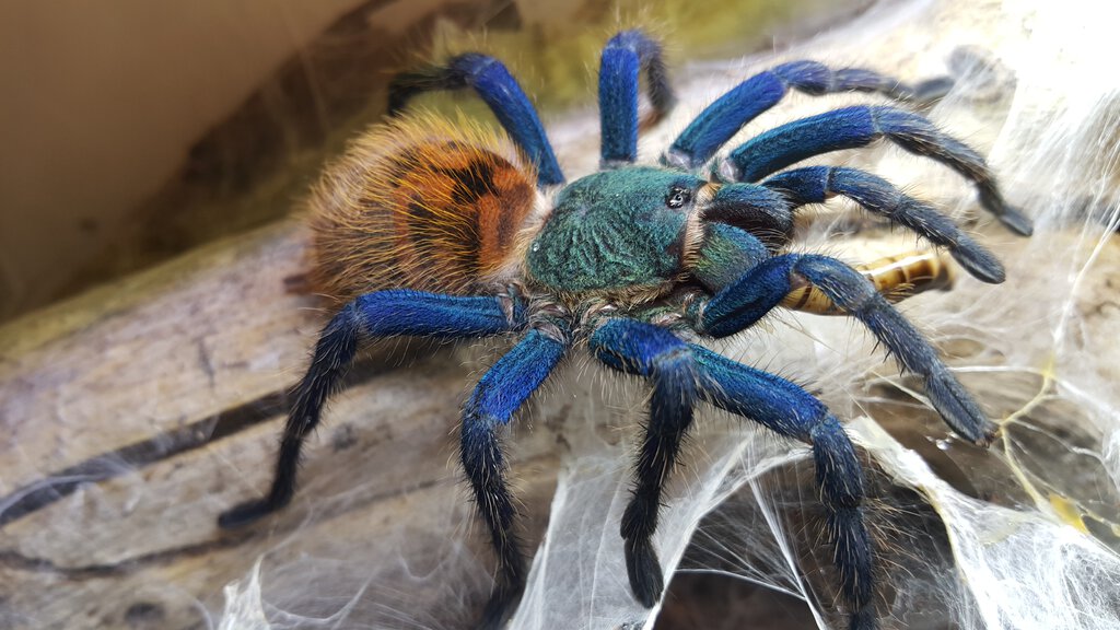 Juvenile GBB's superworm meal