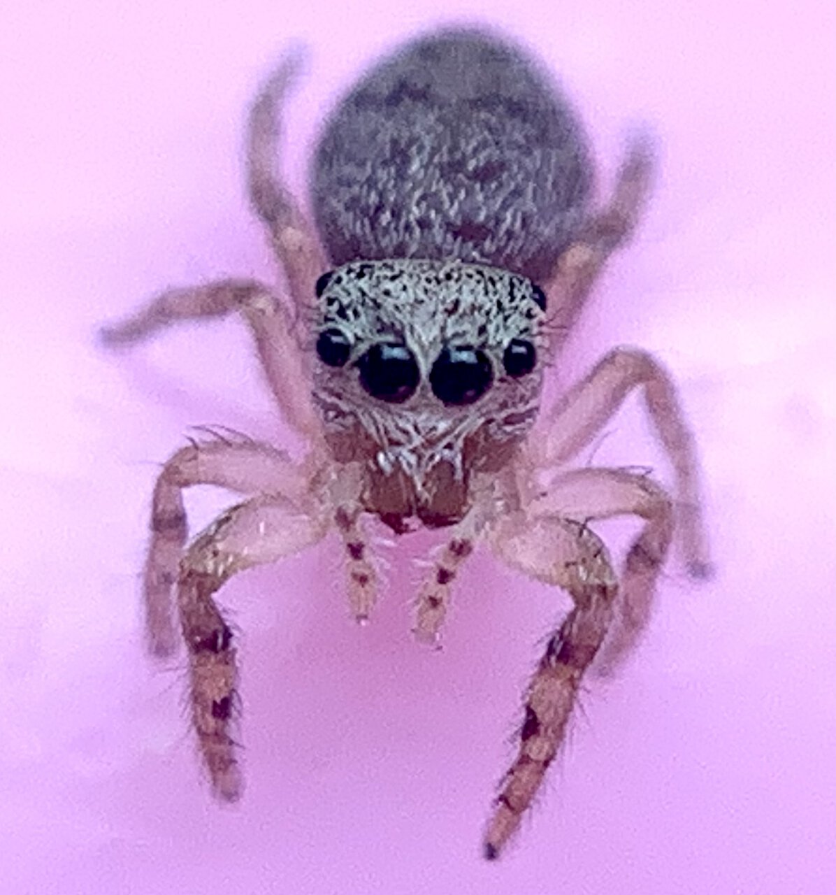 Juvenile Jumping Spider