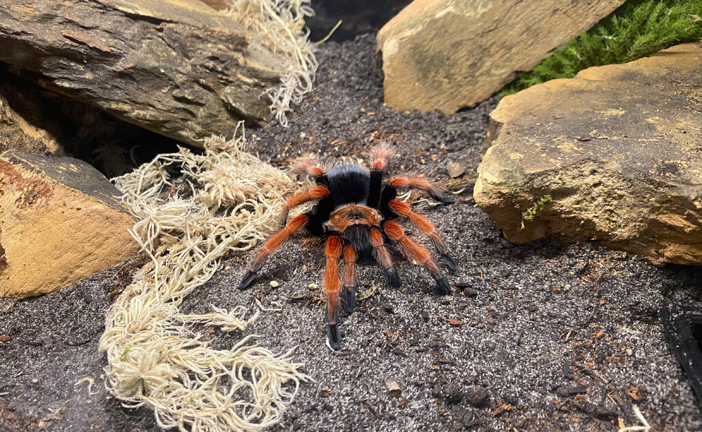 Juvenile male B. boehmei