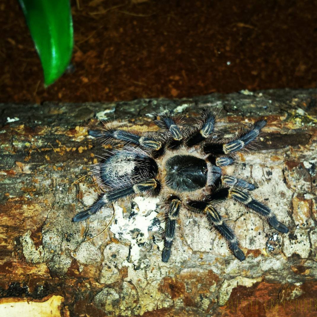 Juvenile Male Grammostola pulchripes